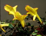 Gesneriaceae - podpětovité